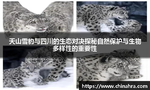 天山雪豹与四川的生态对决探秘自然保护与生物多样性的重要性